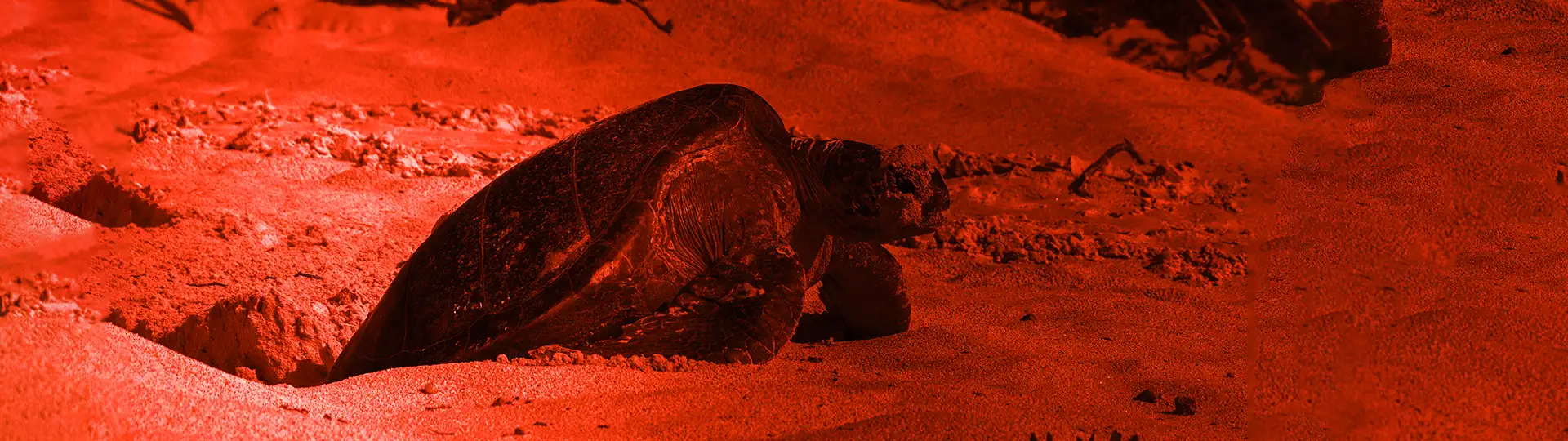 Sea Loggerhead Turtle Watching Sal Island Cape Verde