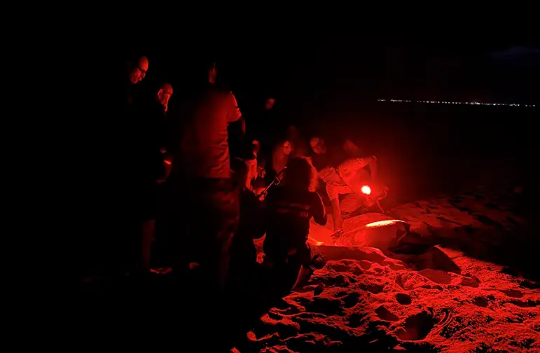 Sea Turtle Nesting Sal Island Cape Verde