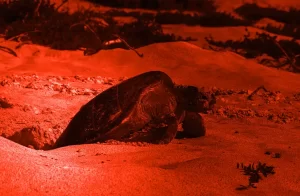 Sea Turtle Watching Sal Island Cape Verde