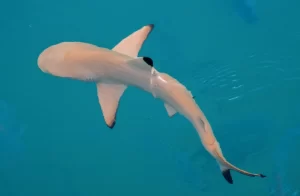 Shark Watching Tour on Sal Island Cape Verde