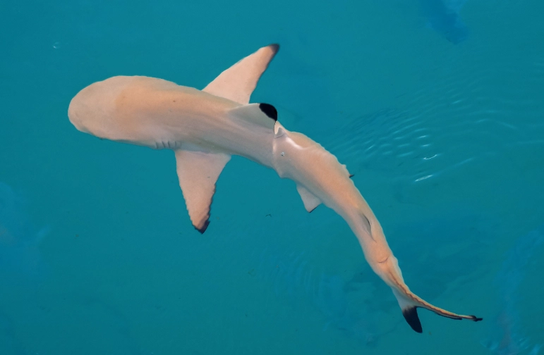 Shark Watching Tour on Sal Island Cape Verde