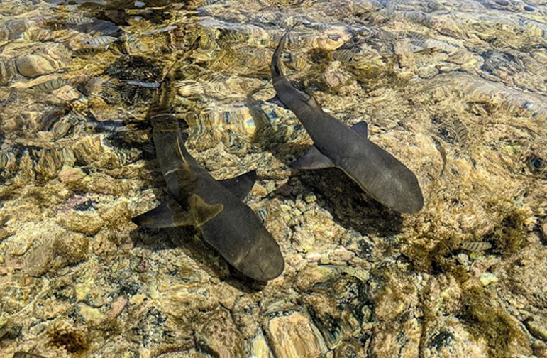 Shark Watching Tour on Sal Island Cape Verde