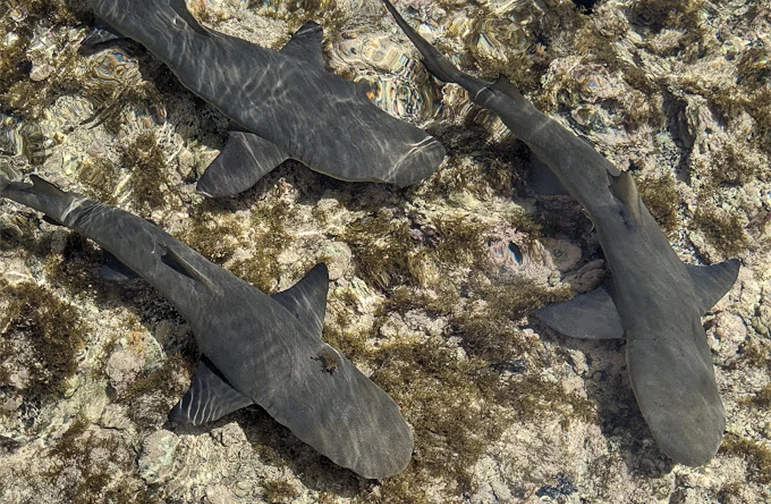 Shark Watching Tour on Sal Island Cape Verde