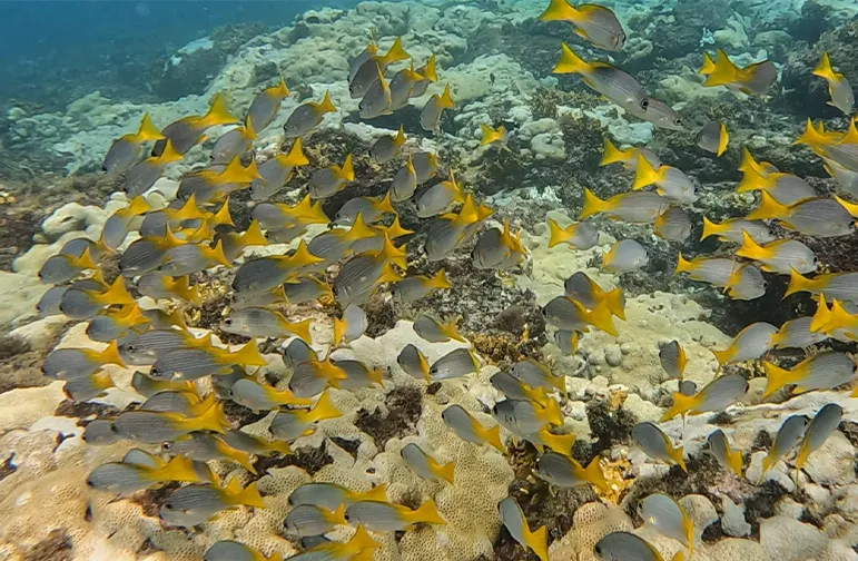 Fish snorkeling diving Sal Island Cape Verde