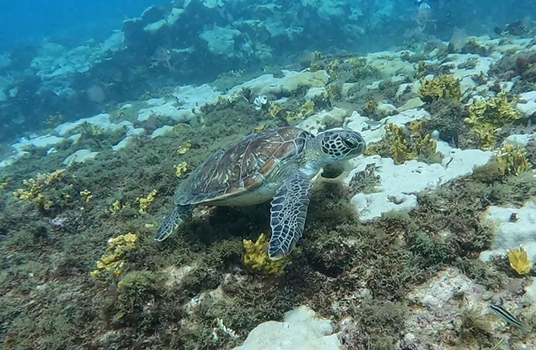 Sea Turtle swimming on Sal Island Cape Verde Snorkeling Diving