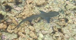Sharks in Cape Verde, baby lemon shark seen from above the water
