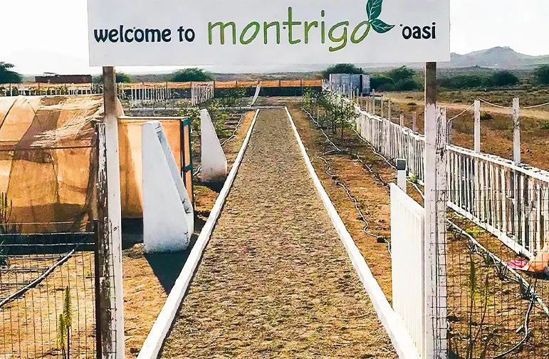 montrigo